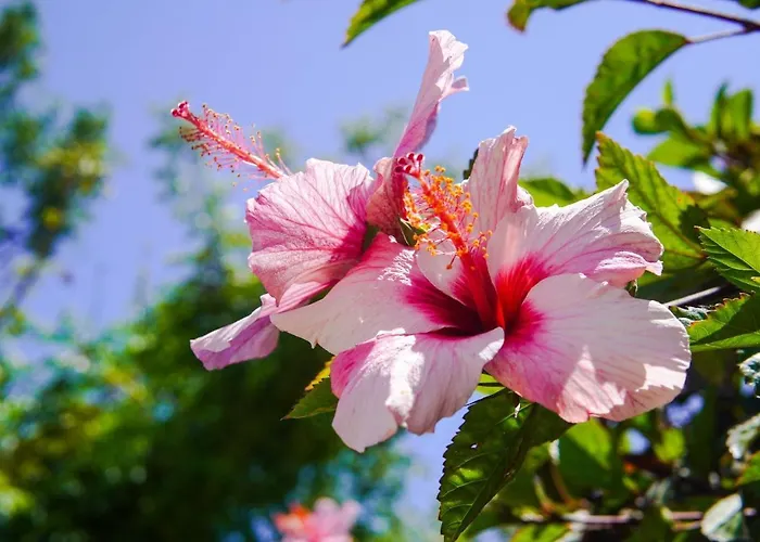 Mel Rooftop Ocean View * フゼタ